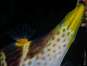 Mimic filefish close-up, Komodo Islands, Indonesia