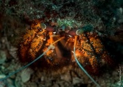 Hermit crab, Philippines