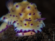 Doridina Nudinbranch, Bali, Indonesia