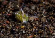 Sheep nudibranch, Bali, Indonesia