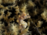 Denise pigmy seahorse