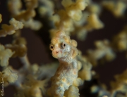 Denise pigmy seahorse