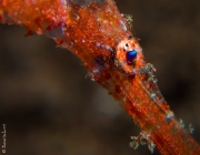 Delicate gost pipe fish close-up, Bali, Indonesia