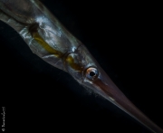 Rigid shrimp fish close-up, Bali, Indonesia