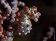 Pregnant male pigmy seahorse, Bali, Indonesia