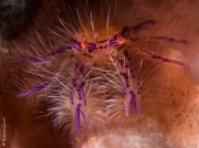 Hairy squat lobster, Bali, Indonesia