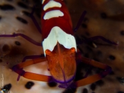 Emperor shrimp, Philippines