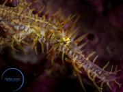 King of disguise, Philippines