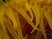 Yellow soft coral