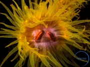 Yellow soft coral, Philippines