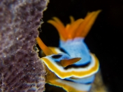 Nudibranch feeding, Philippines