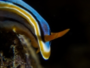 Nudibranch, Philippines