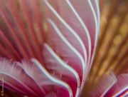 Delicate life, Philippines