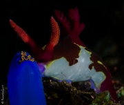 Nudibranch feeding, Philippines