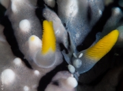 Mother nudibranch and kids, Philippines