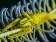 Crinoid shrimp, Philippines