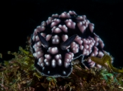 Nudibranch, Philippines