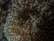 Tiny shrimp on a Stargazer, Philippines