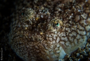 Stargazer, Philippines