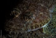 Flathead fish at night, Philippines