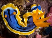 Nudibranch, Philippines