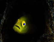 Yellow gobi in his hole, Philippines