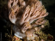 Mimic nudibranch, Philippines