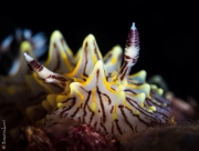 Nudibranch, Phillipines