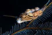 Donut nudibranch, Bali