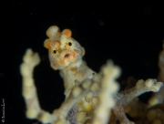 Denise pygmy sea horse's portrait, Bali