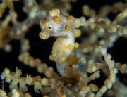 Denise pygmy sea horse, Bali