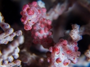 Couple of pygmy sea horses, Bali