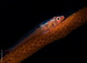 Whip coral gobi, Bali