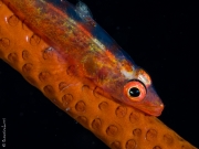 Whip coral gobi close-up, Bali