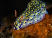 Nudibrach, Bali