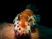 Golden rynophores' nudibranch, Bali