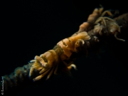 Wire coral shrimps couple, Bali