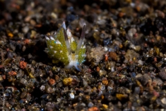 Sheep nudibranch, Bali, Indonesia