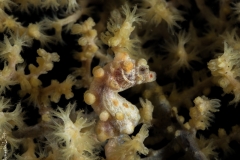 Denise pigmy seahorse