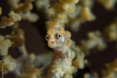 Denise pigmy seahorse