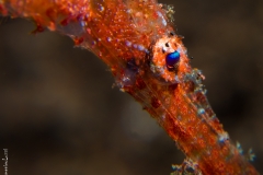 Delicate gost pipe fish close-up, Bali, Indonesia