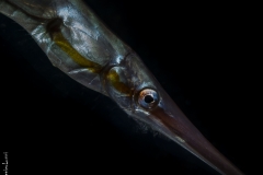 Rigid shrimp fish close-up, Bali, Indonesia
