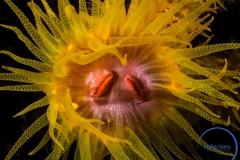 Yellow soft coral, Philippines