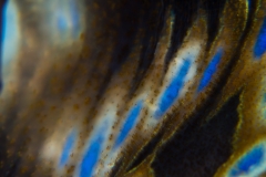 Shapes in blue, Philippines