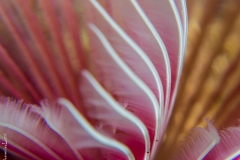 Delicate life, Philippines