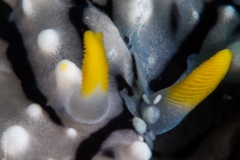 Mother nudibranch and kids, Philippines