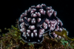 Nudibranch, Philippines