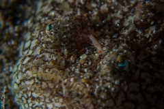 Tiny shrimp on a Stargazer, Philippines