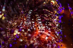 Coleman shrimp on fire urchin, Philippines