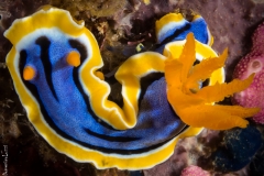 Nudibranch, Philippines